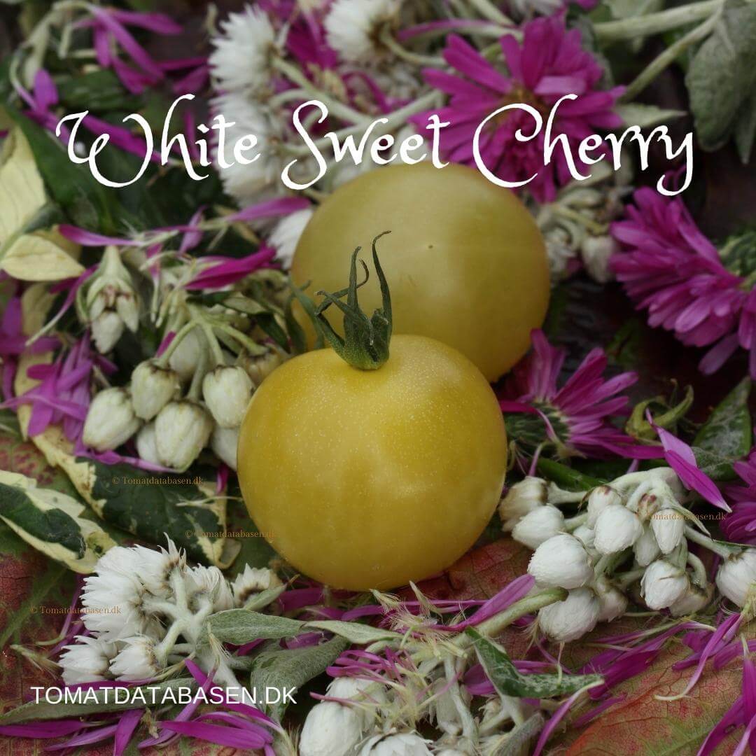 White Sweet Cherry (Toftegaard)